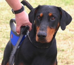 Dobermann