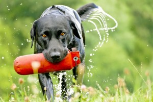 Der Labrador wurde ursprünglich als Apportierhund für die Jagd gezüchtet.