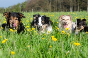 Mehrere Hunde zu führen, bedeutet vviel Verantwortung.