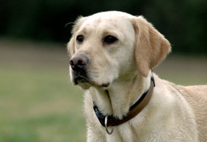 Auf hellem Fell lassen sich bei kurzhaarigen Hunden Zecken oft gut erkennen und rechtzeitig absammeln.