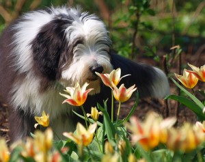 Mit dem Frühling kommen leider auch die Zecken.