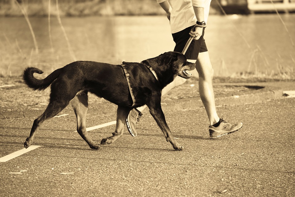 hund rutscht auf po läufig wandmontage