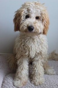 Labradoodle