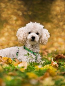 Reinrassige Pudel sind aktive und lernwillige Hunde, die gerne eng mit ihrem Menschen zusammenarbeiten.