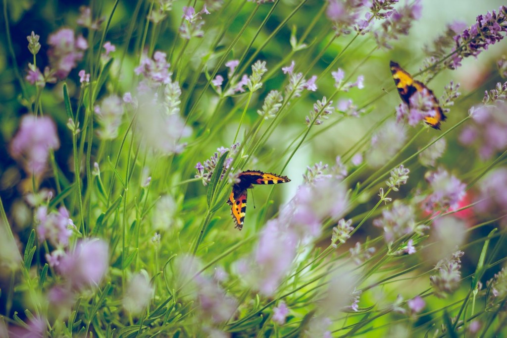 Es summt und brummt? Dann hat der Gartenbesitzer alles richtig gemacht! (Quelle: Emiel Molenaar on Unsplash)