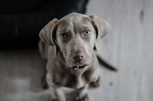 Kleiner grauer Hund blickt in die Kamera.