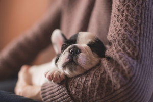 Bild: Ein wünschenswertes Bild - Ein relaxter Hund. Leider kann sich nicht jedes Tier so gut entspannen. Bildquelle: Pexels via pixabay.com