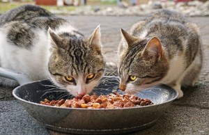 Bild: Da Katzen den Großteil der Flüssigkeit über Nahrung aufnehmen, ist Nassfutter besonders geeignet. Bildquelle: Florian Bollmann via Pixabay.com