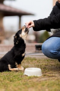 Hundewurst ist nicht nur lecker, sondern eine perfekte und gesunde Alternative zu anderem Futter.  Quelle: https://unsplash.com/photos/pOzPy0vF7HY vom 22.05.21