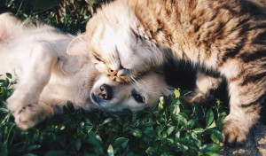 Bild: Haustiere, wie Hunde oder Katzen, sollten artgerecht ernährt werden. Bildquelle: Free-Photos/pixabay.com